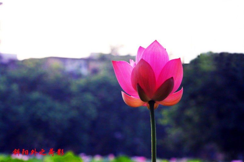 _MG_48892014--6-15_.jpg