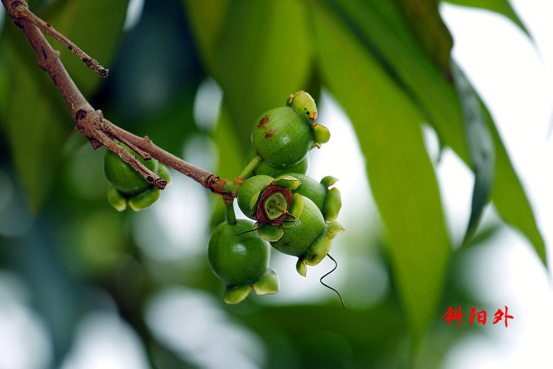 _MG_15542014--5.2_.jpg