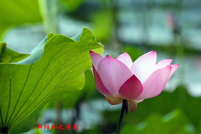 _MG_48312014--6-15_.jpg