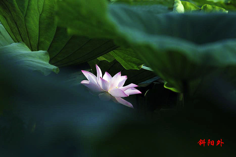 _MG_2256_.jpg