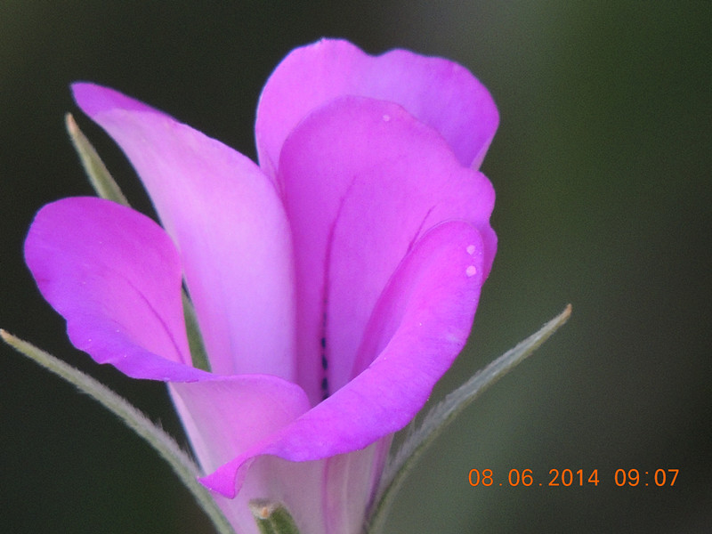 flowers 2014 1117_.jpg