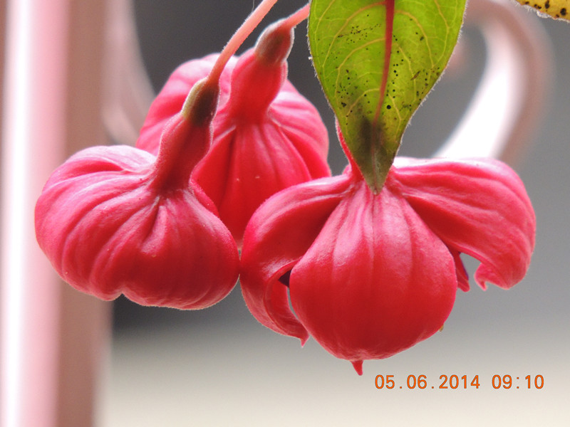 flowers 2014 1044_.jpg