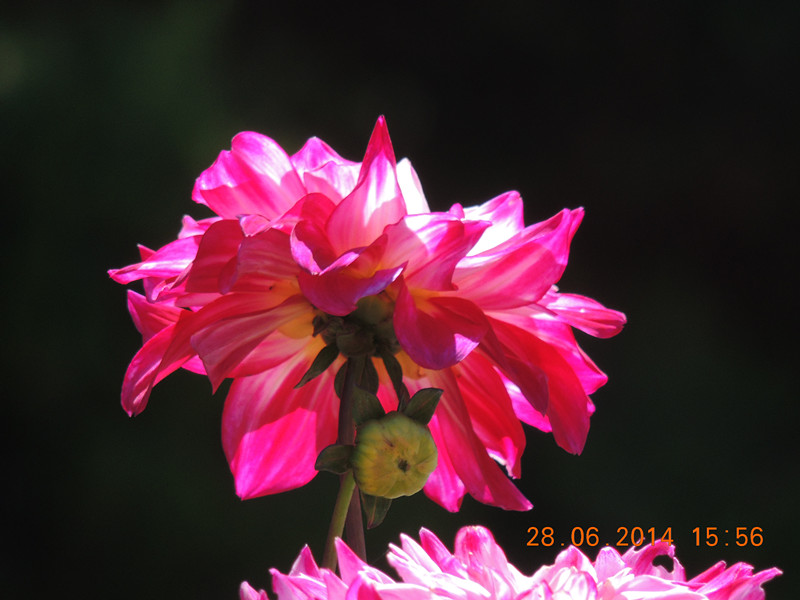 flowers 2014 1408_.jpg