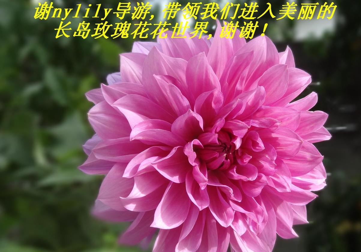 лnylily,ǽĳõ廨,лл.JPG