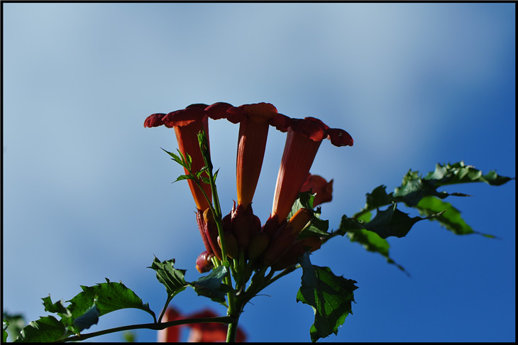 DSC_0970.jpg