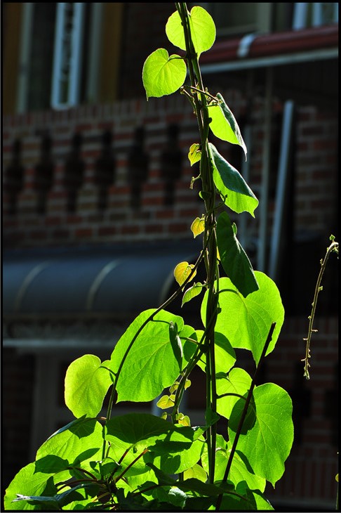 DSC_0964.jpg