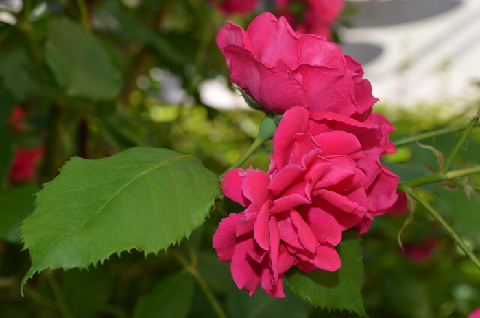 DSC_0632.JPG