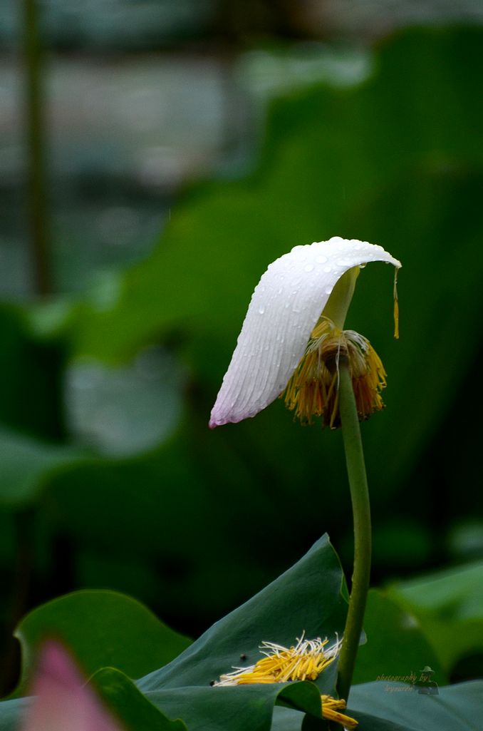 DSC_0274.JPG