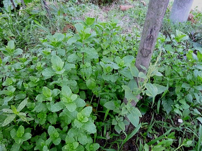 P1120443.JPG