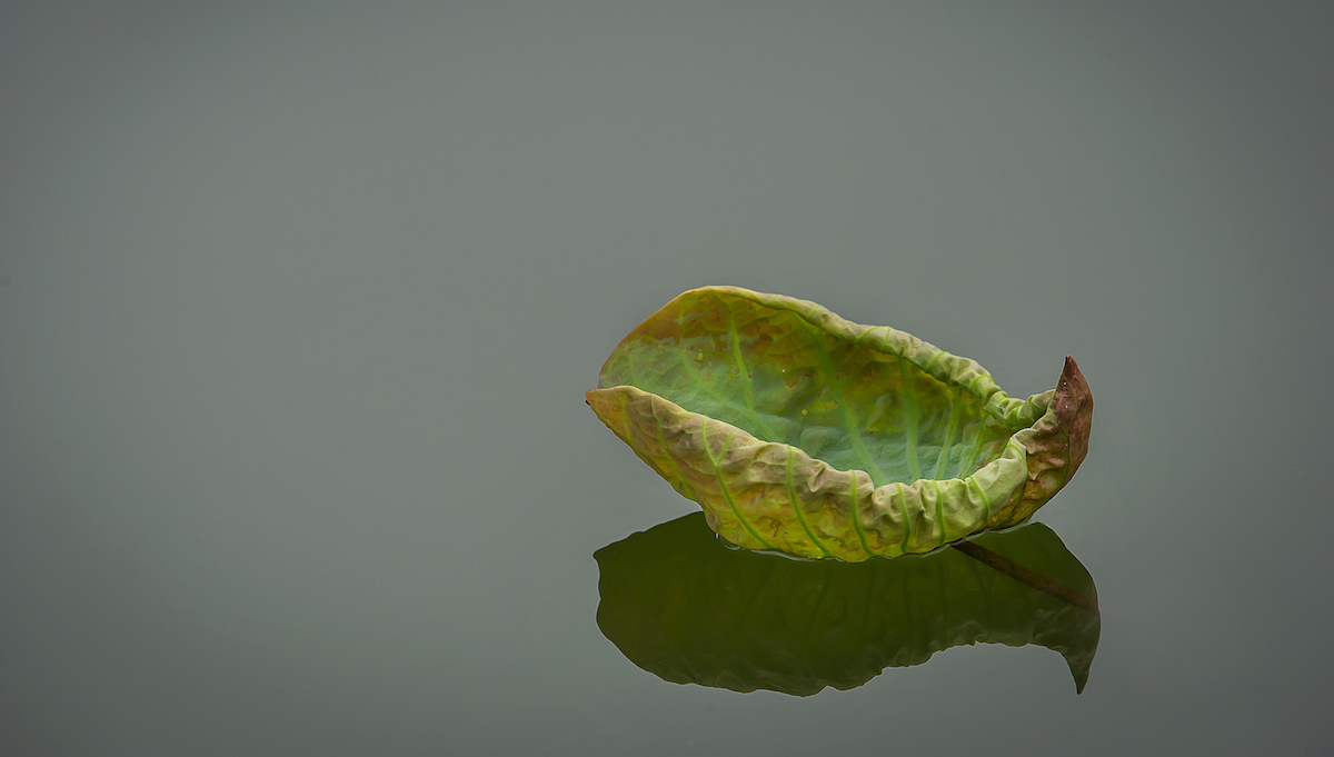 DSC_6505.jpg