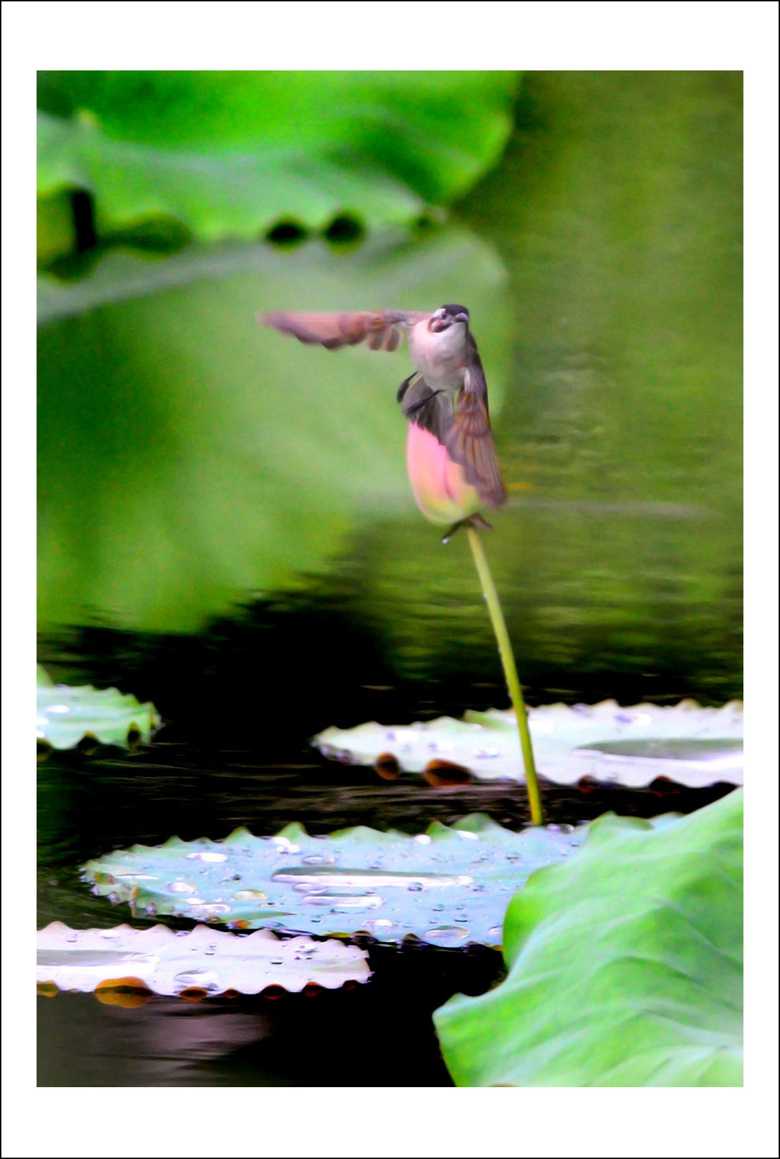 DSC_4281_conew1.jpg