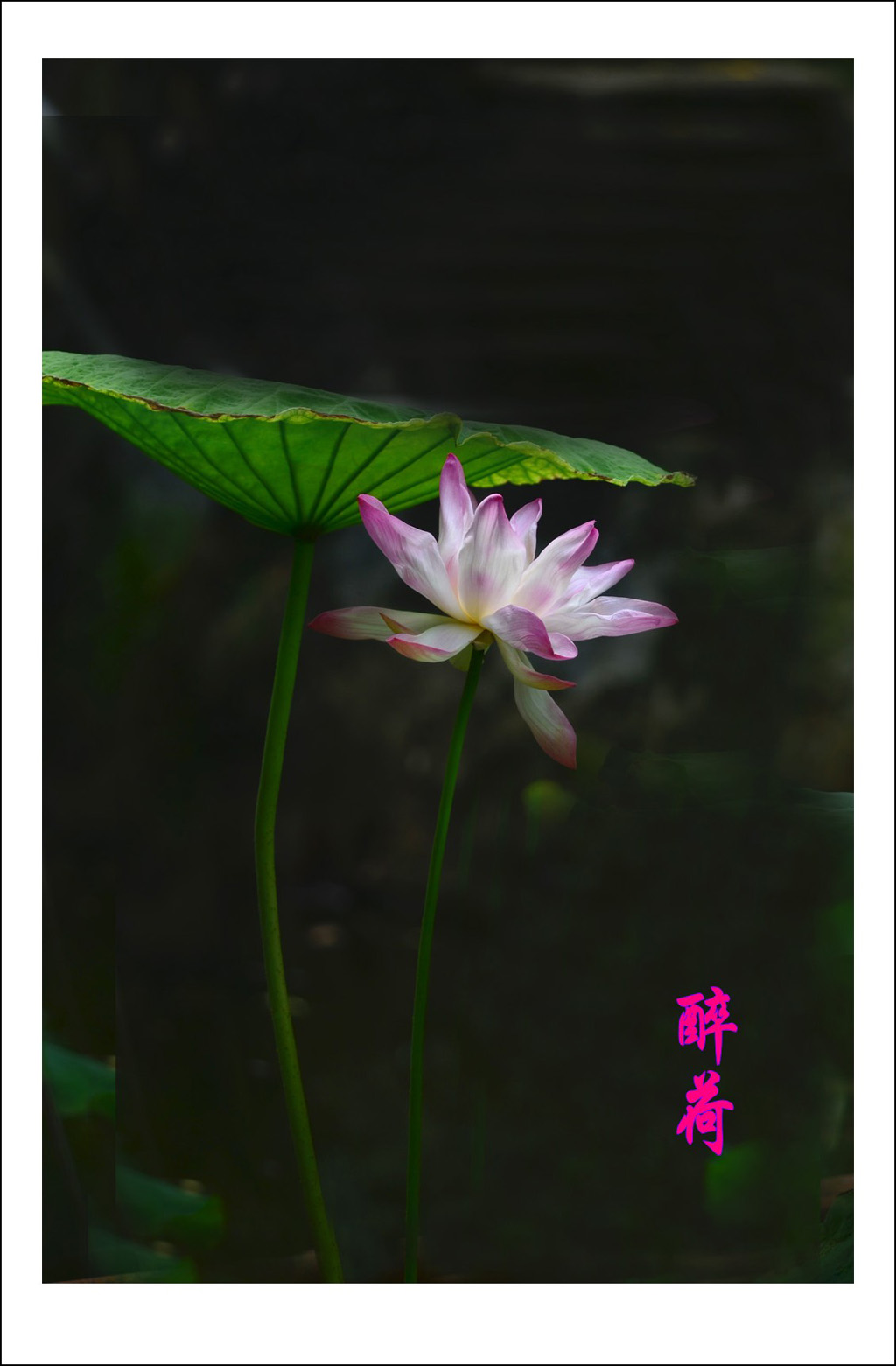 DSC_3513_conew1.jpg
