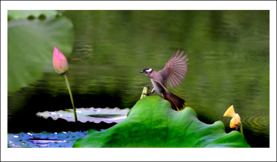DSC_4277_conew1.jpg