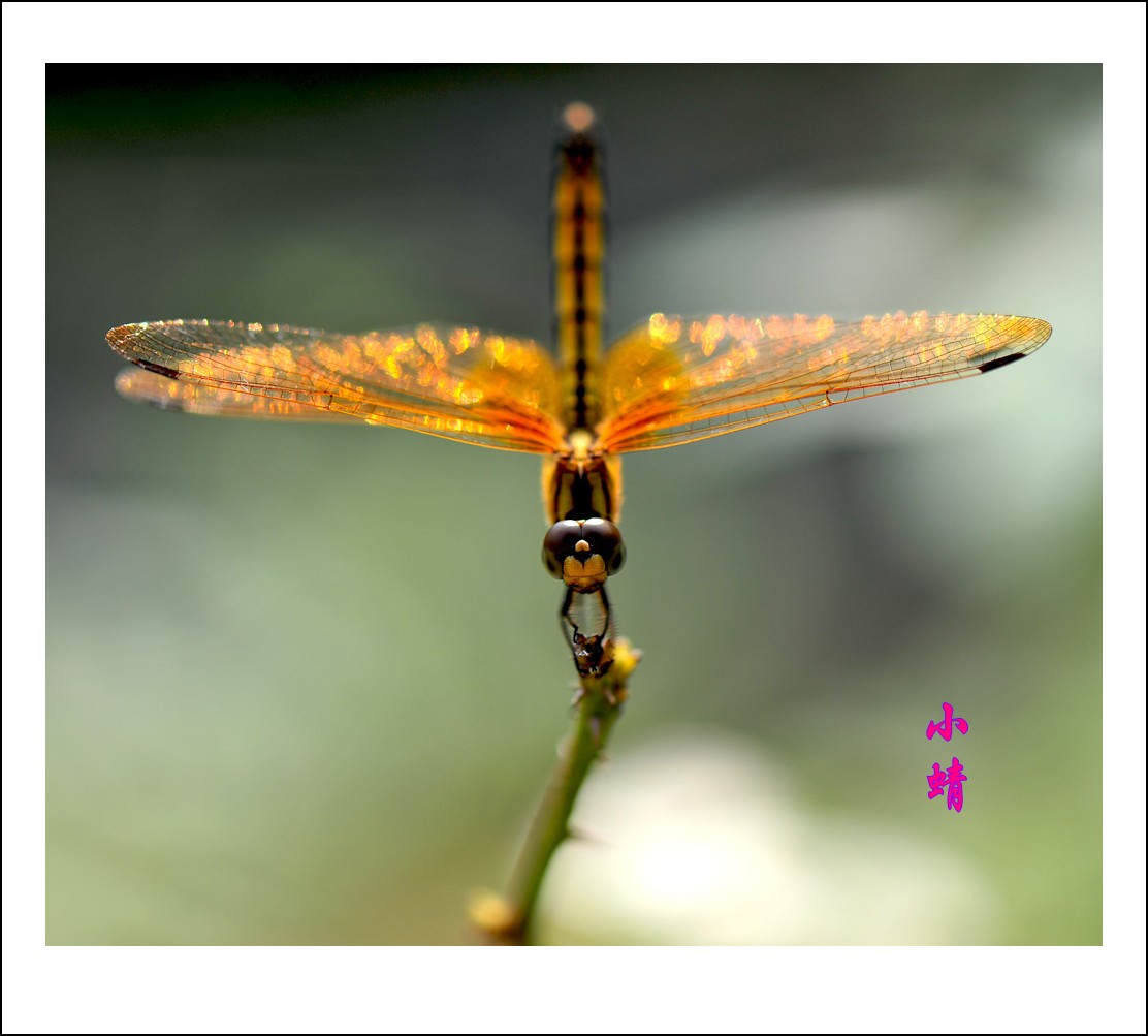 DSC_1831_conew1.jpg