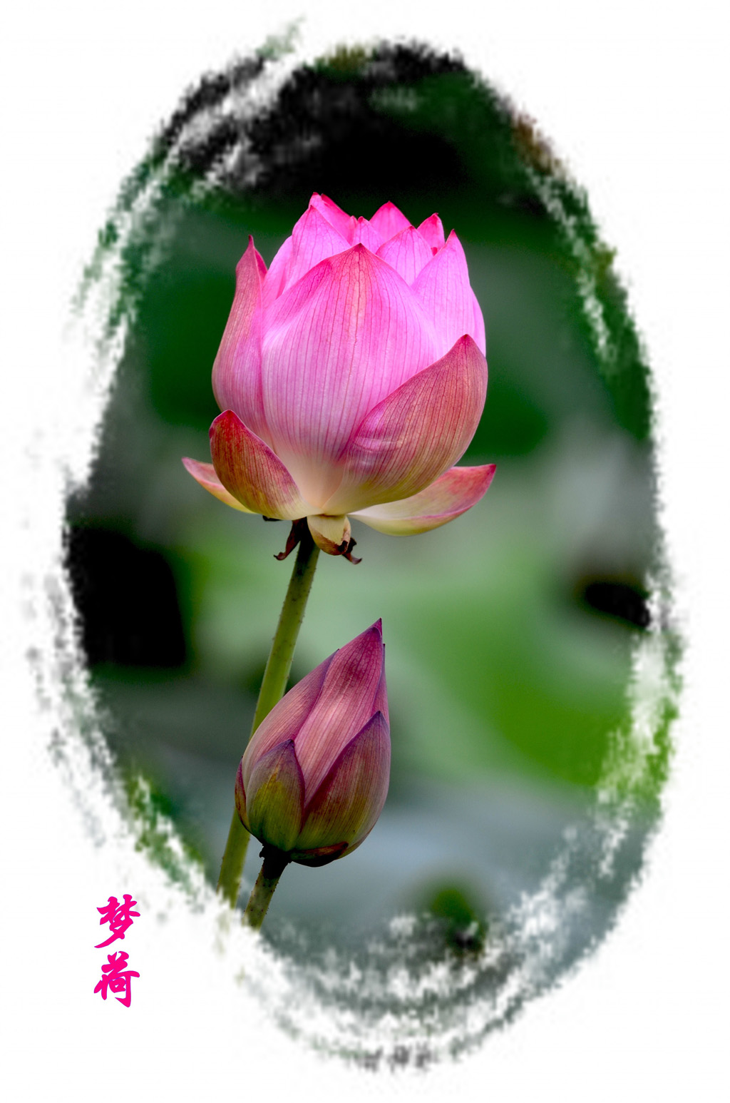 DSC_3448_conew2.jpg