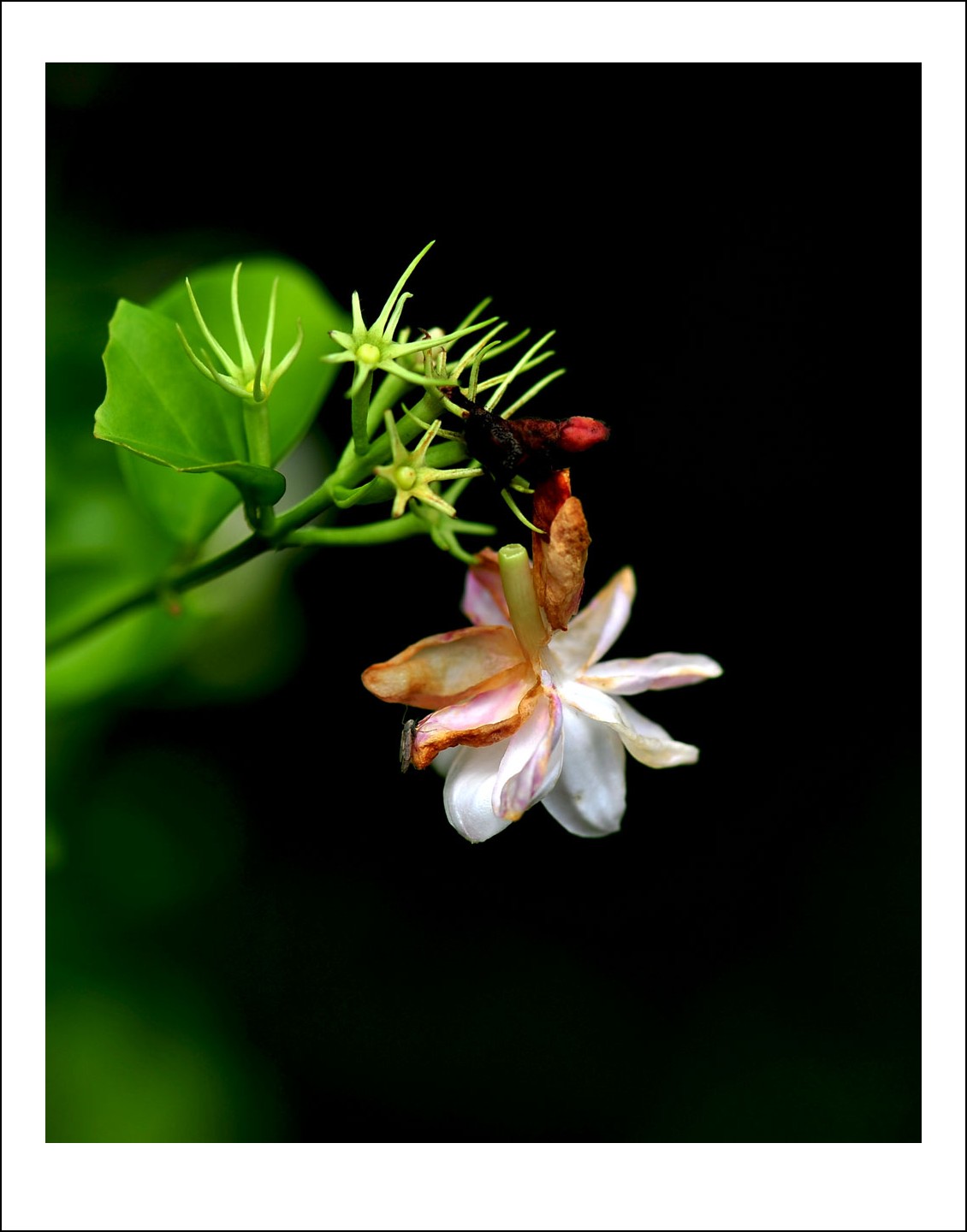 DSC_5444_conew1.jpg