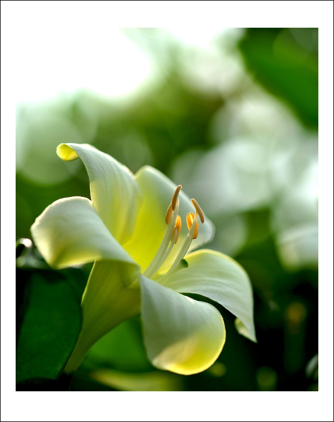 DSC_5244_conew1.jpg