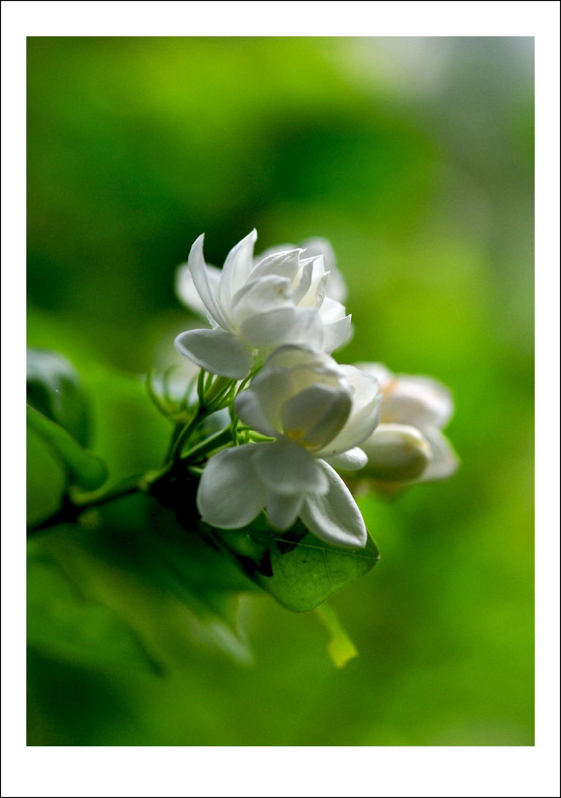 DSC_5397_conew1.jpg