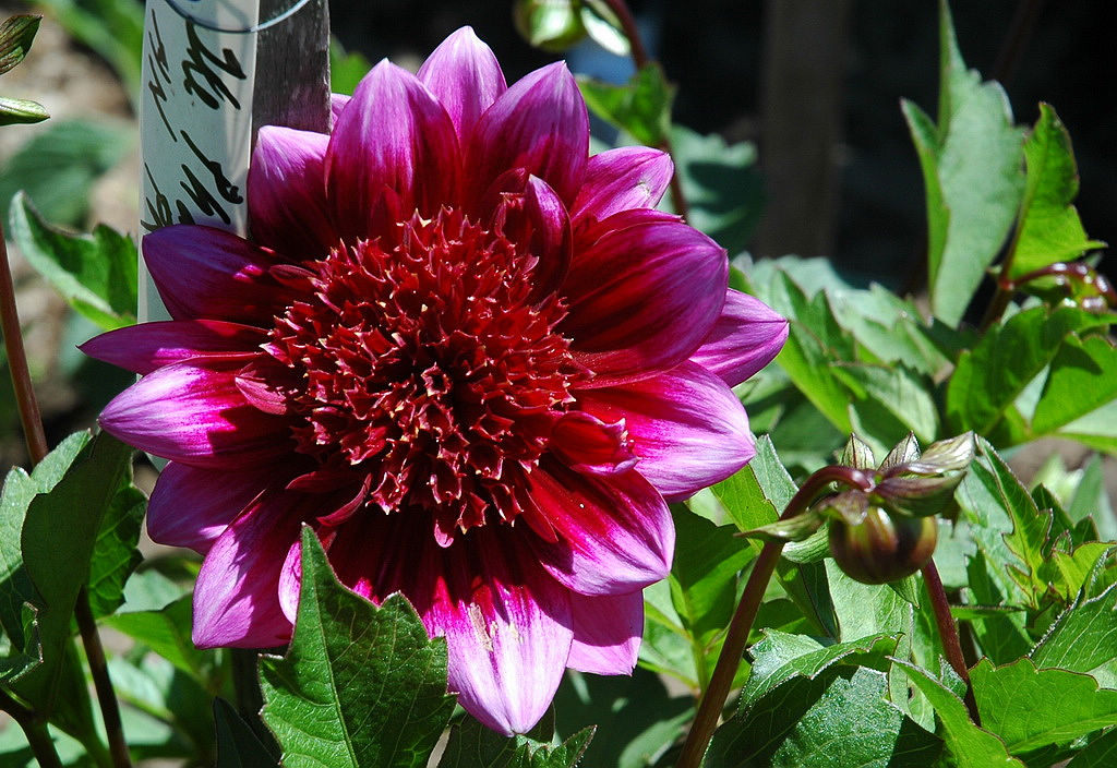 DSC_1968.jpg