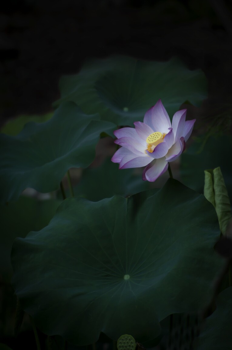 QQͼƬ20140604080058.jpg
