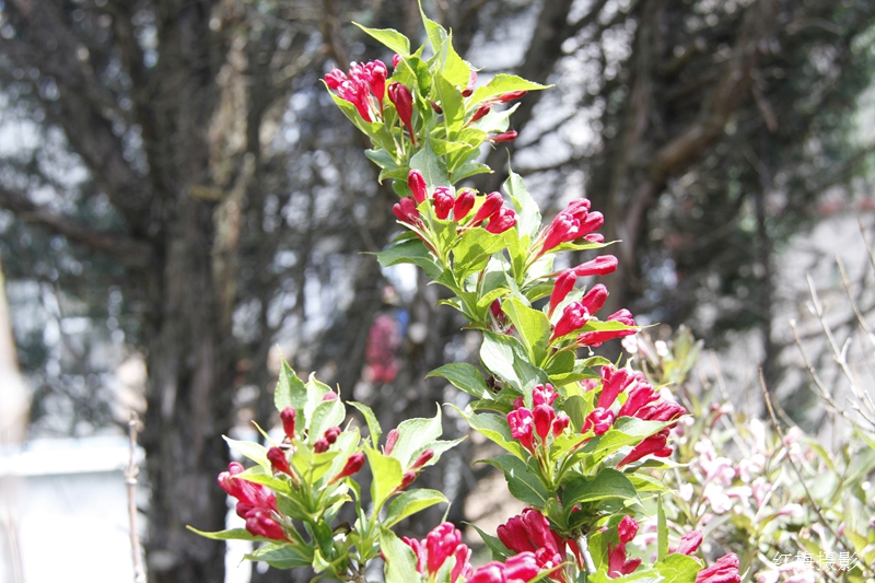 _MG_0010.JPG