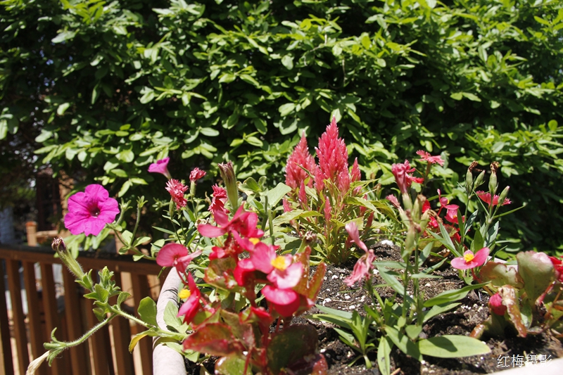 _MG_0008.JPG