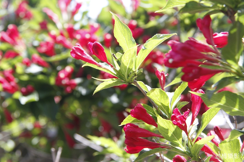 _MG_0009.JPG