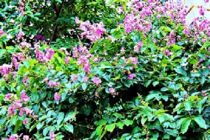 IMG_7508.JPG