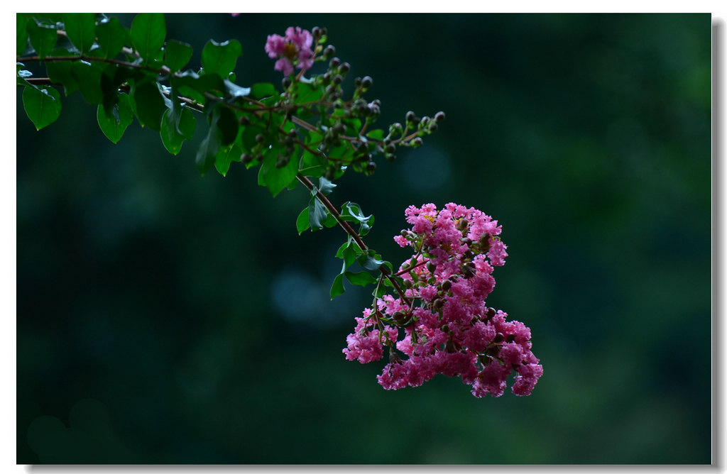 DSC_8065.jpg