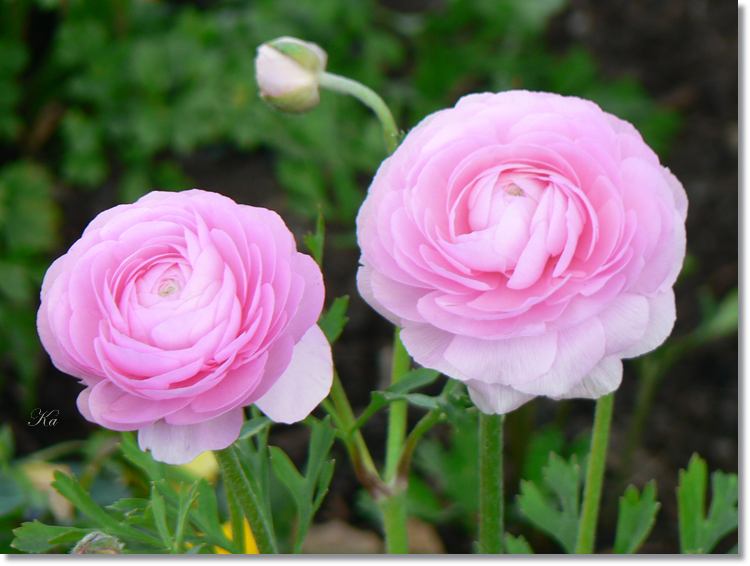 Flowers 05--06--14 126.jpg