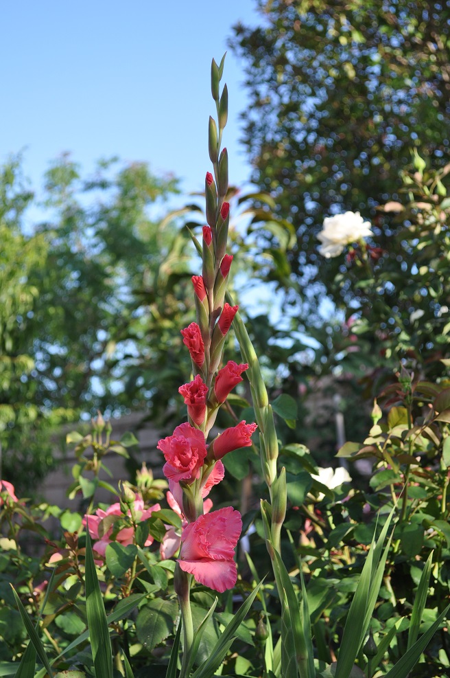 DSC_2458.JPG