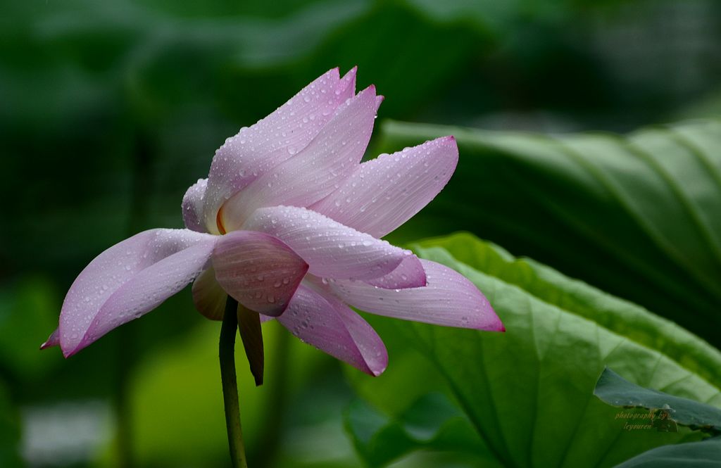 DSC_0208.JPG