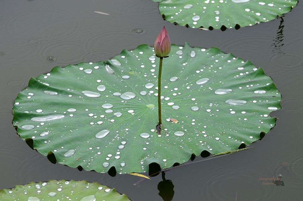 DSC_0226.JPG