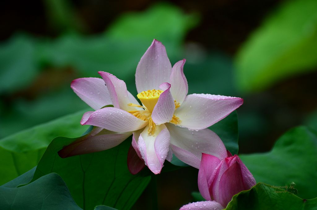 DSC_0261.JPG