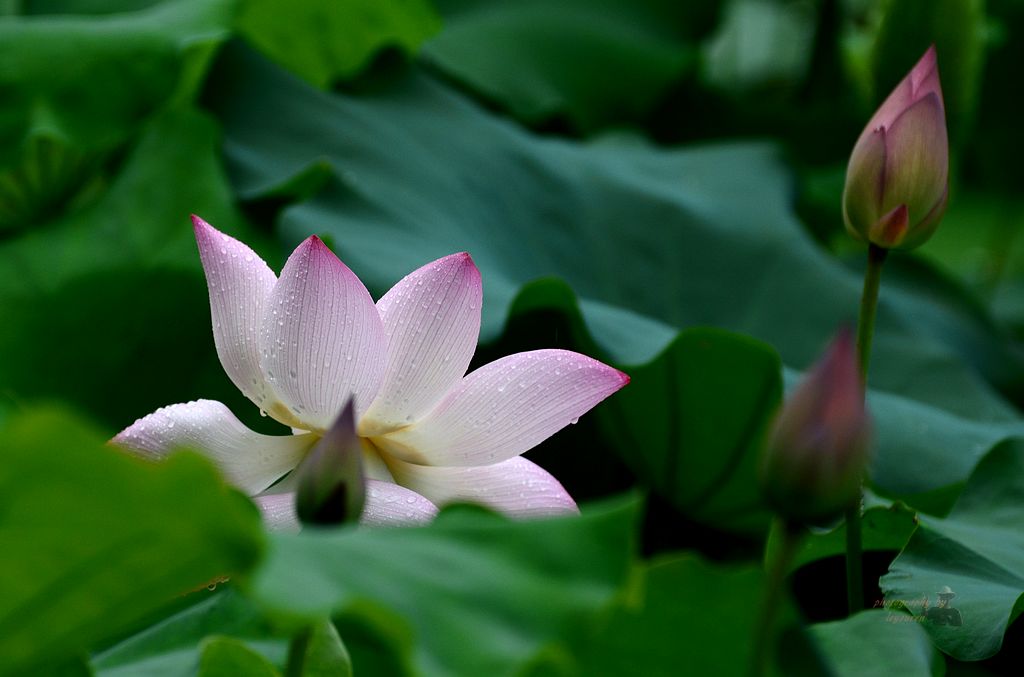 DSC_0270.JPG