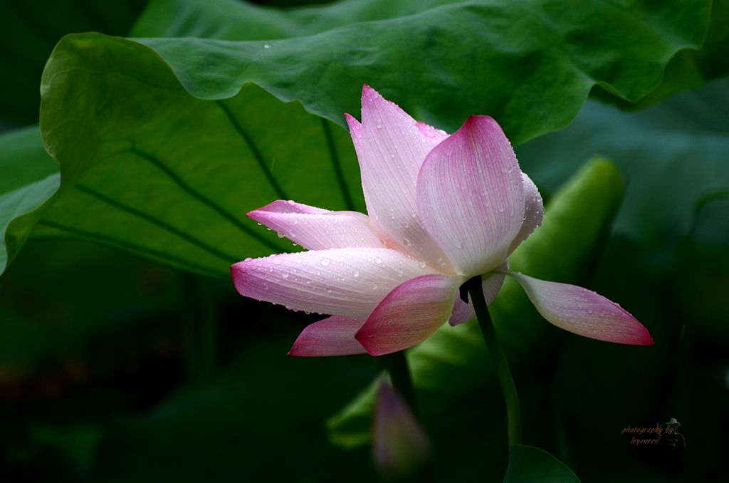 DSC_0275.JPG