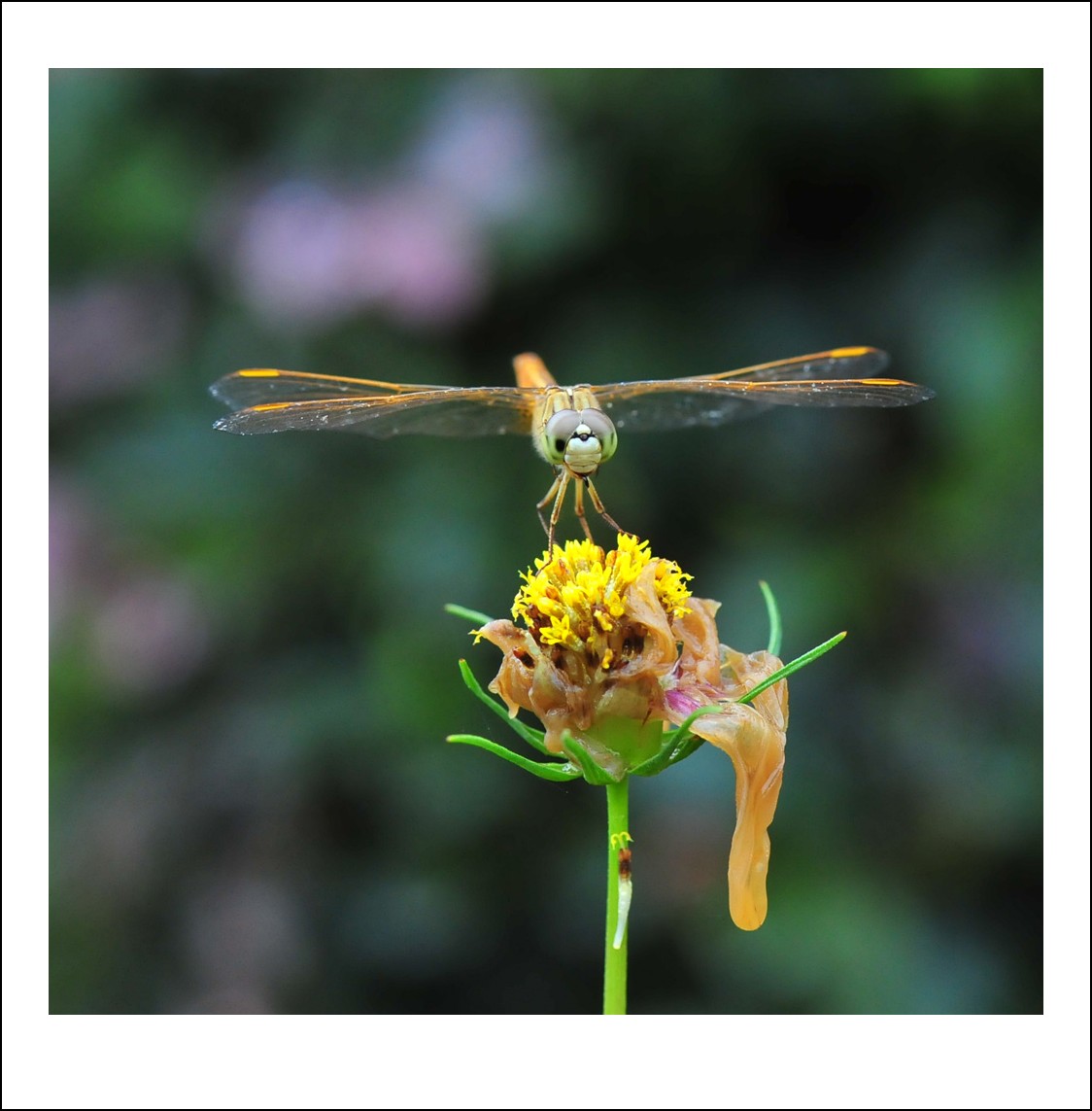 DSC_6786_conew1.jpg