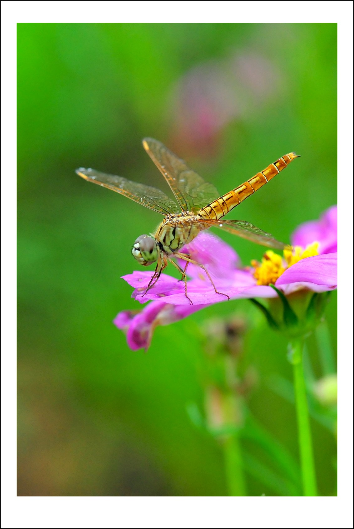 DSC_6586_conew1.jpg