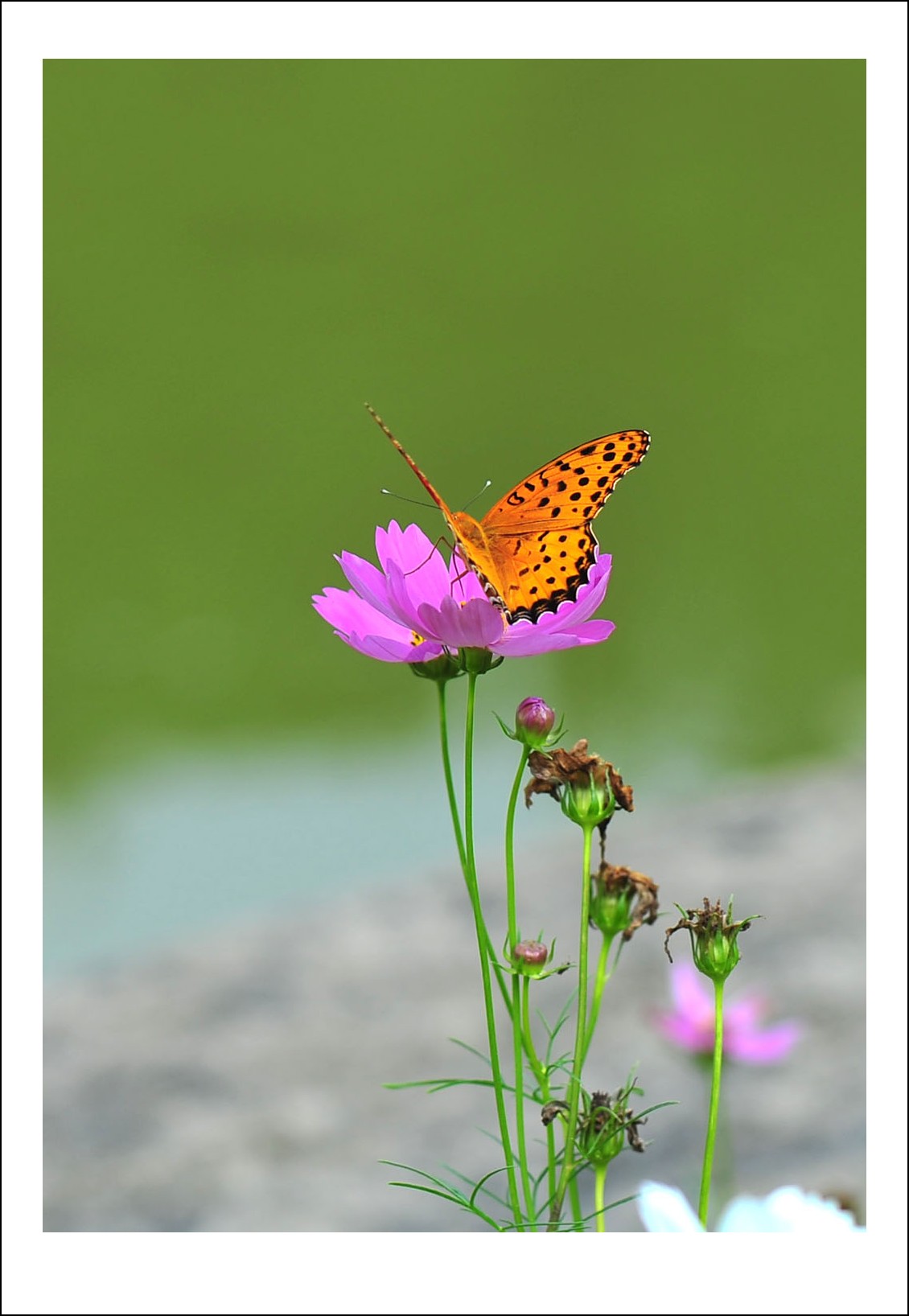 DSC_5690_conew1.jpg