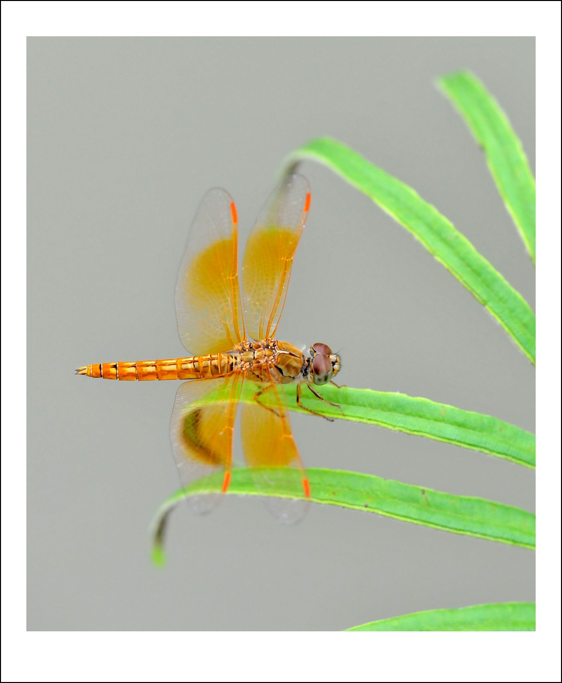 DSC_6636_conew1.jpg