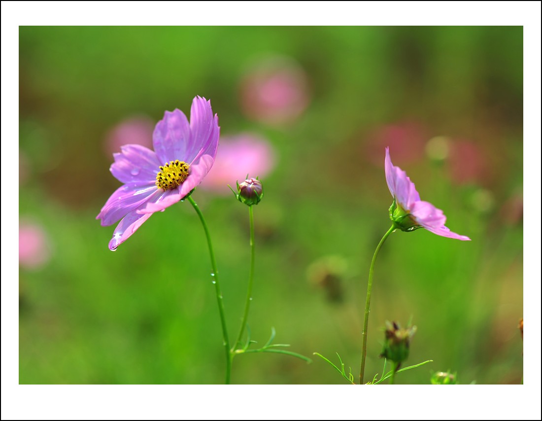 DSC_6108_conew1.jpg