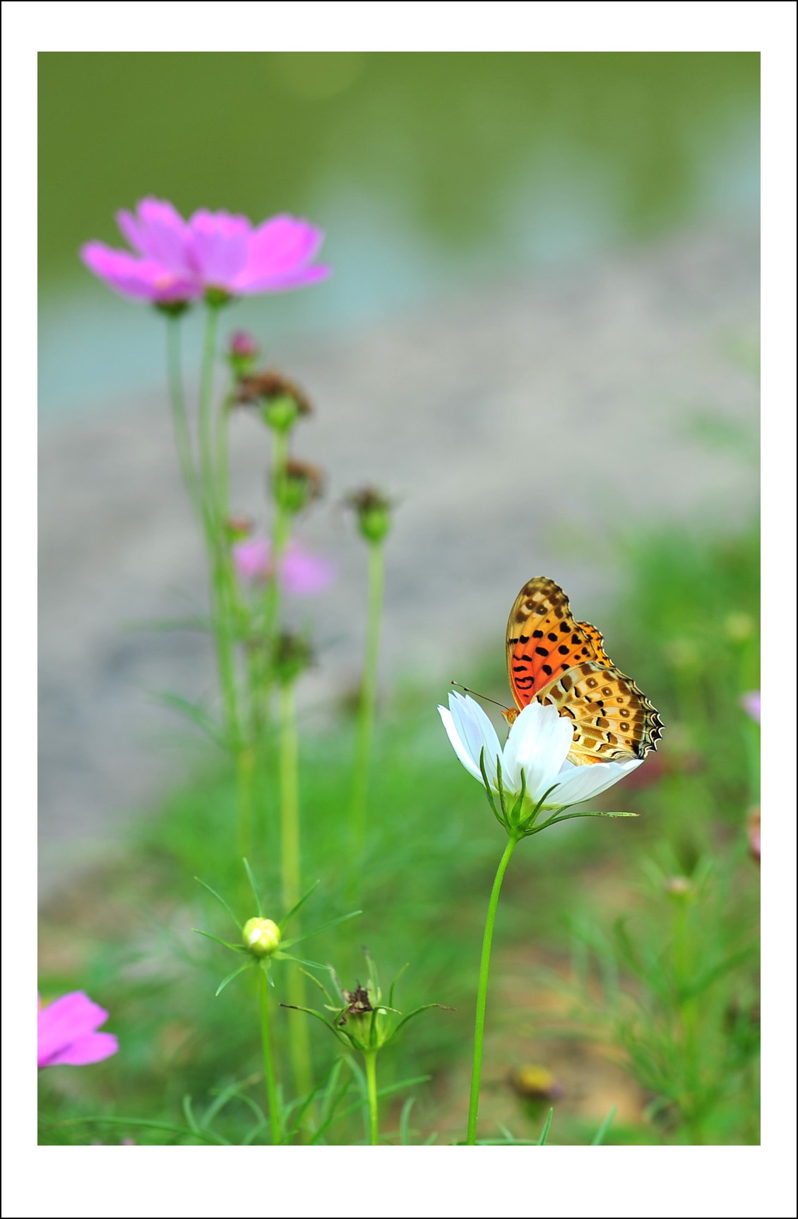 DSC_5760_conew1.jpg