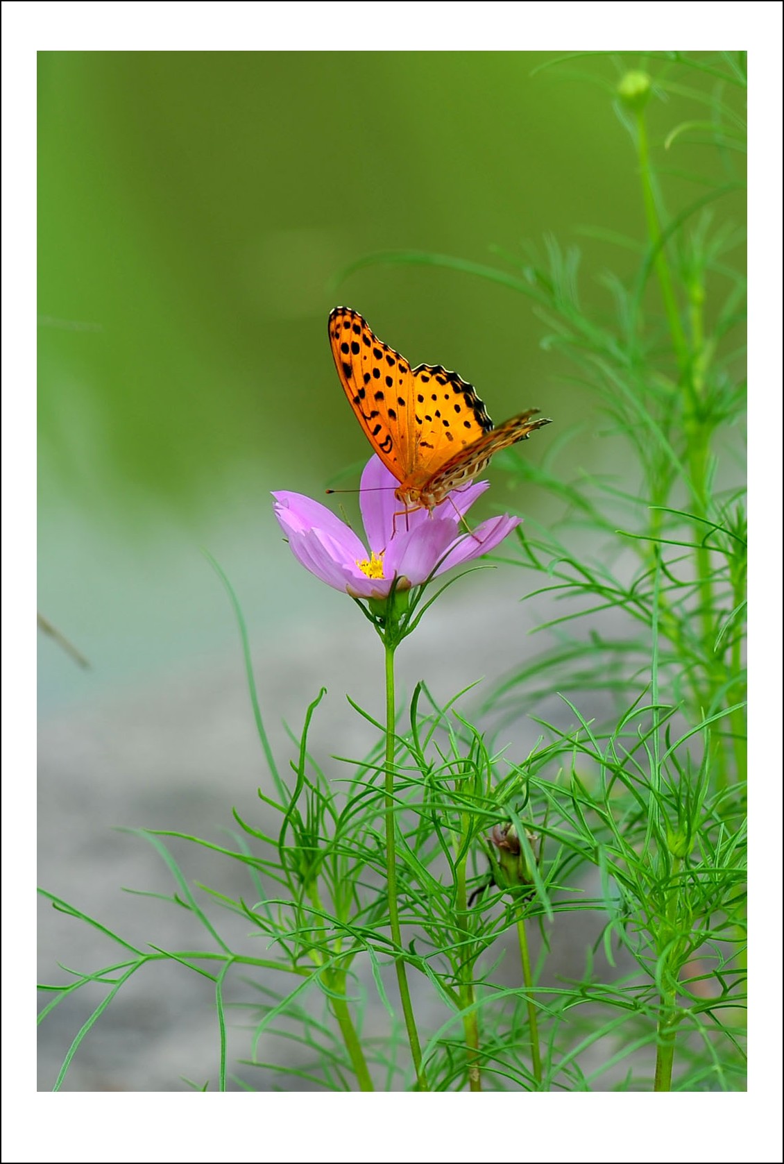 DSC_5689_conew1.jpg