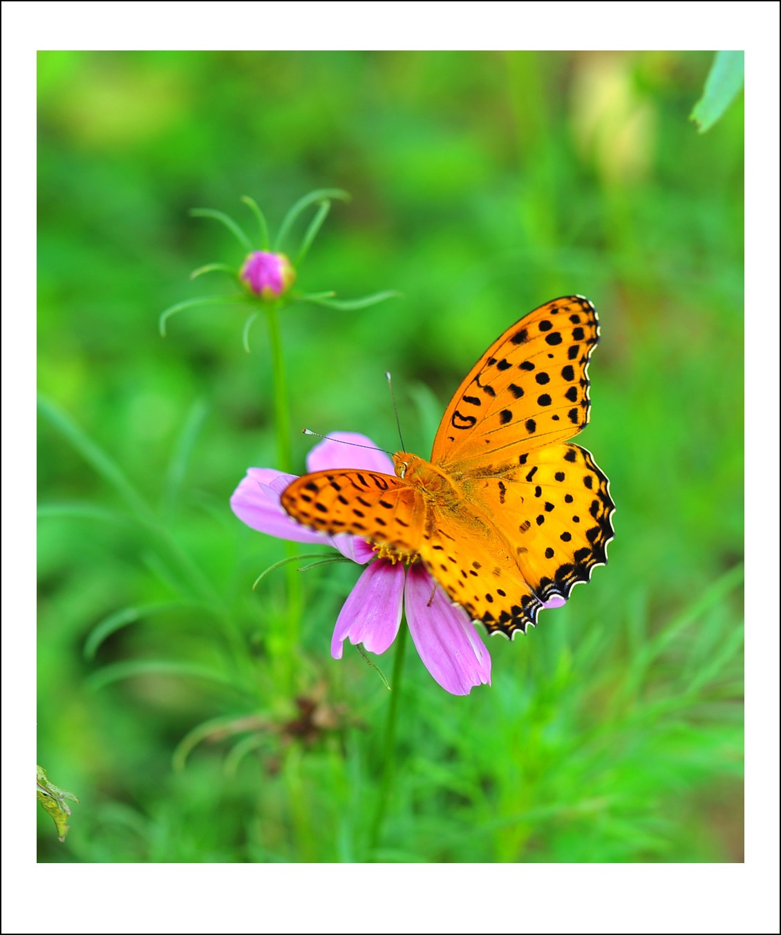 DSC_5775_conew1.jpg
