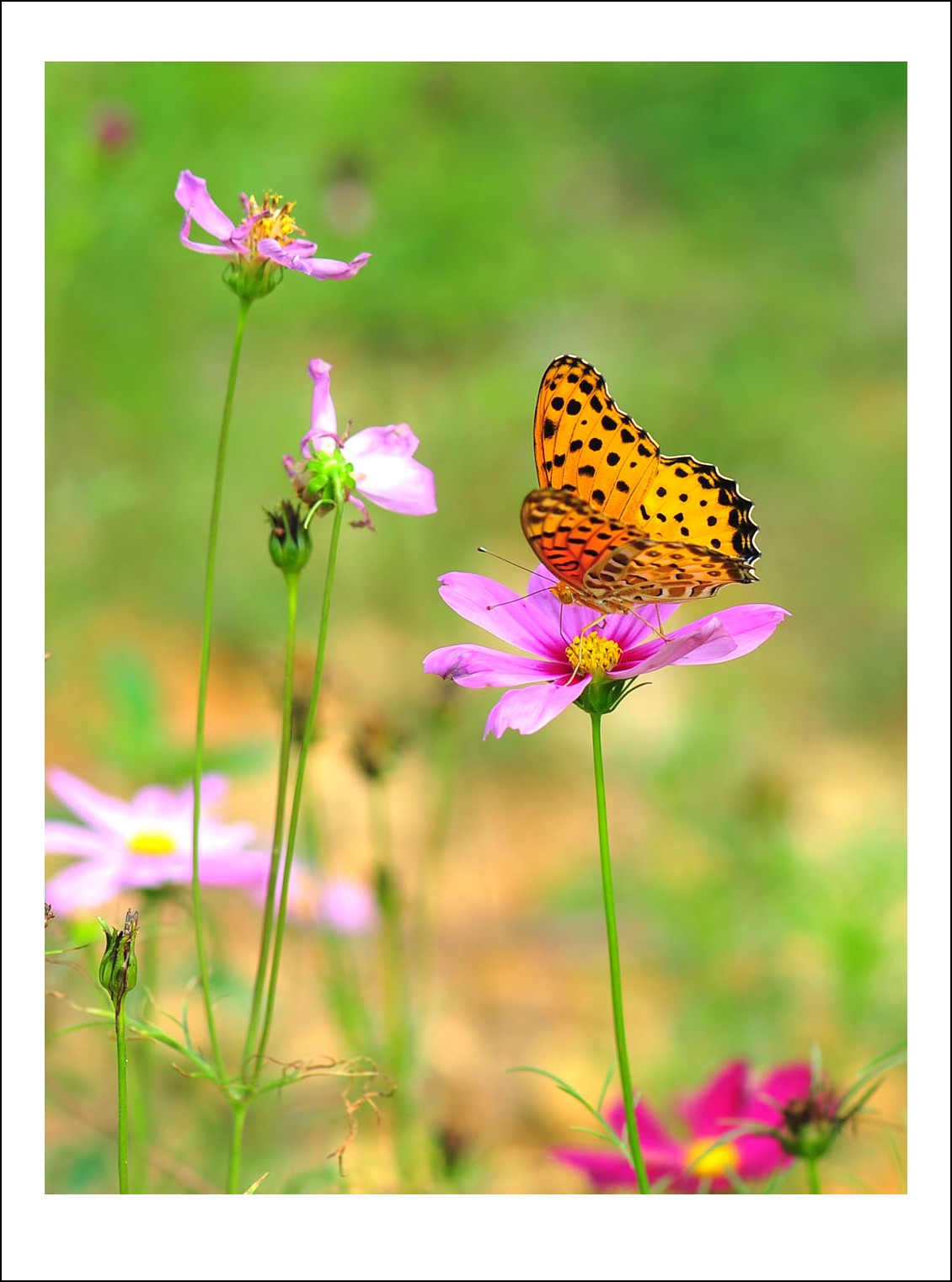 DSC_5719_conew1.jpg