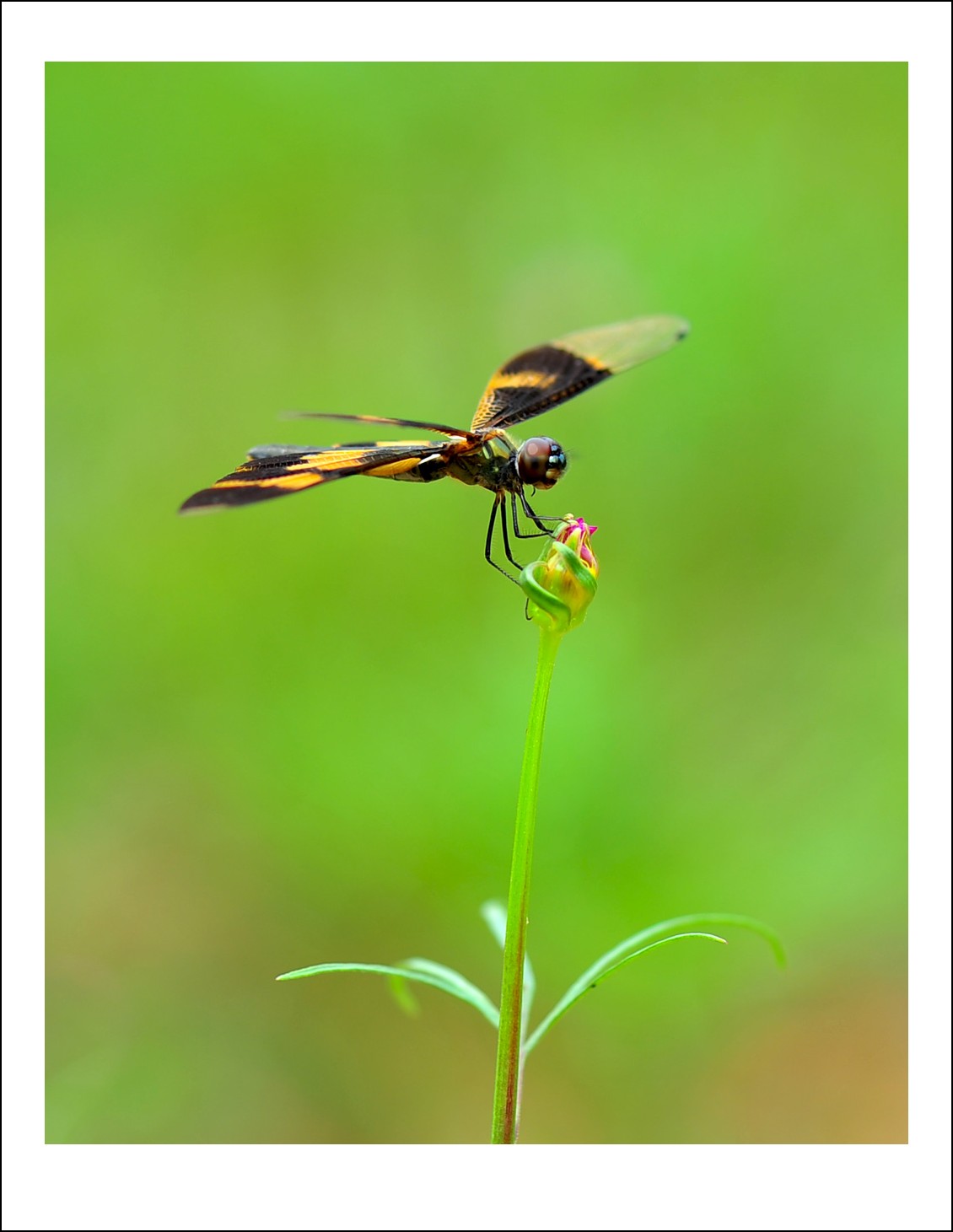 DSC_6318_conew1.jpg