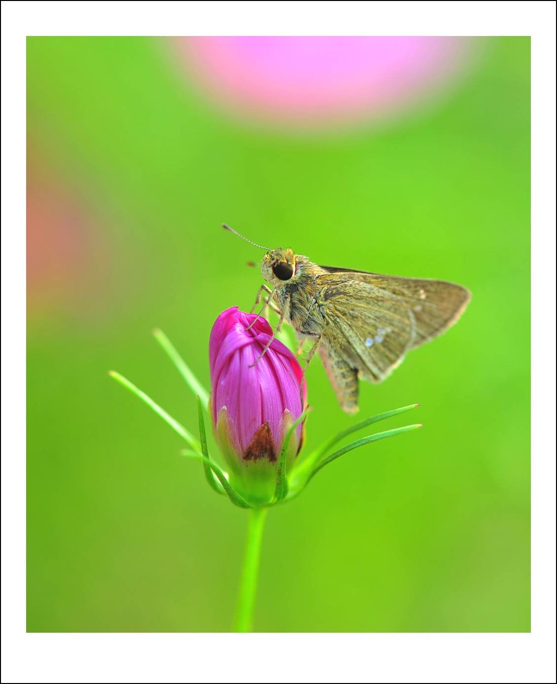 DSC_6004_conew1.jpg