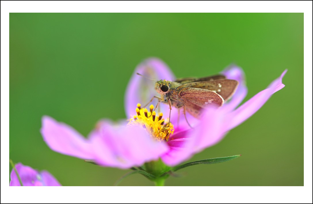 DSC_5985_conew1.jpg