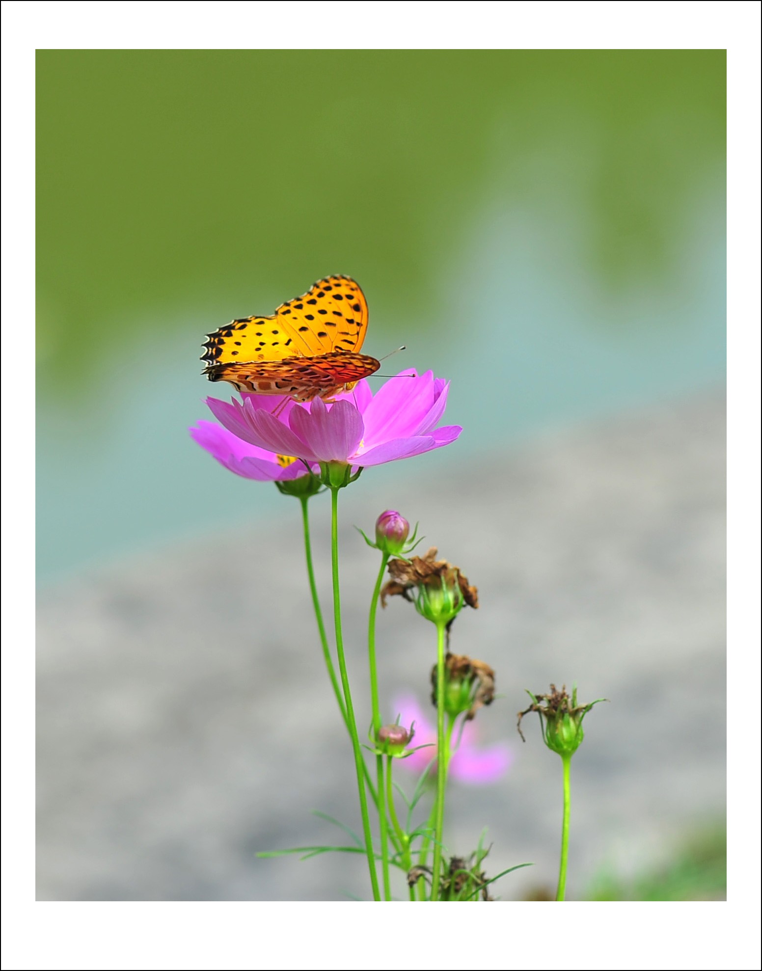 DSC_5738_conew1.jpg