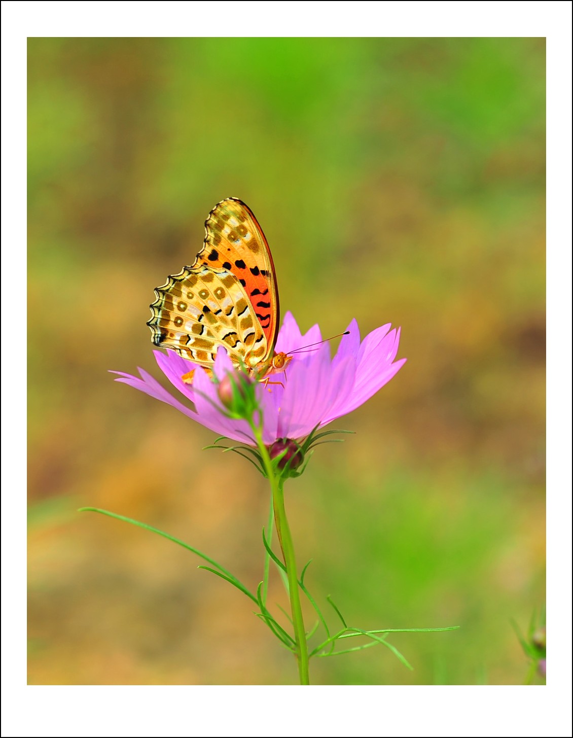 DSC_5817_conew1.jpg